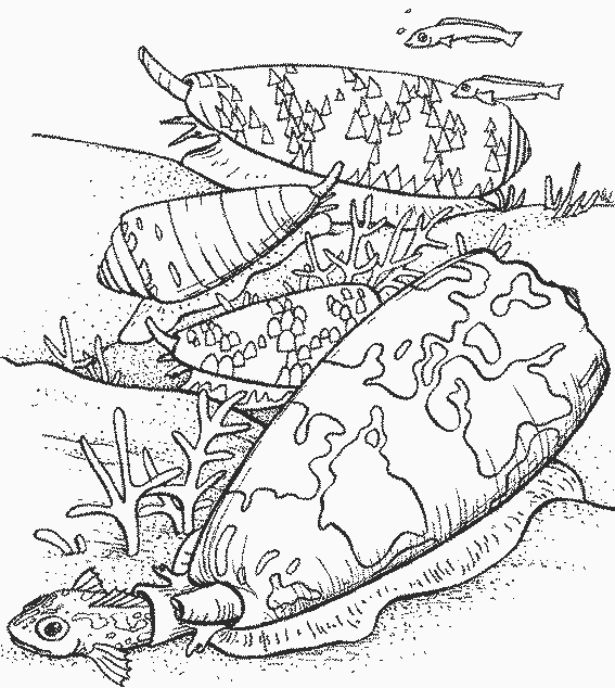 Coloring page: Shell (Nature) #163195 - Free Printable Coloring Pages