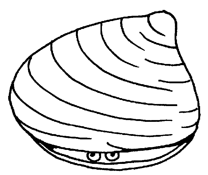 Coloring page: Shell (Nature) #163207 - Free Printable Coloring Pages