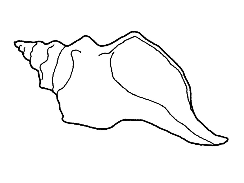 Coloring page: Shell (Nature) #163211 - Free Printable Coloring Pages