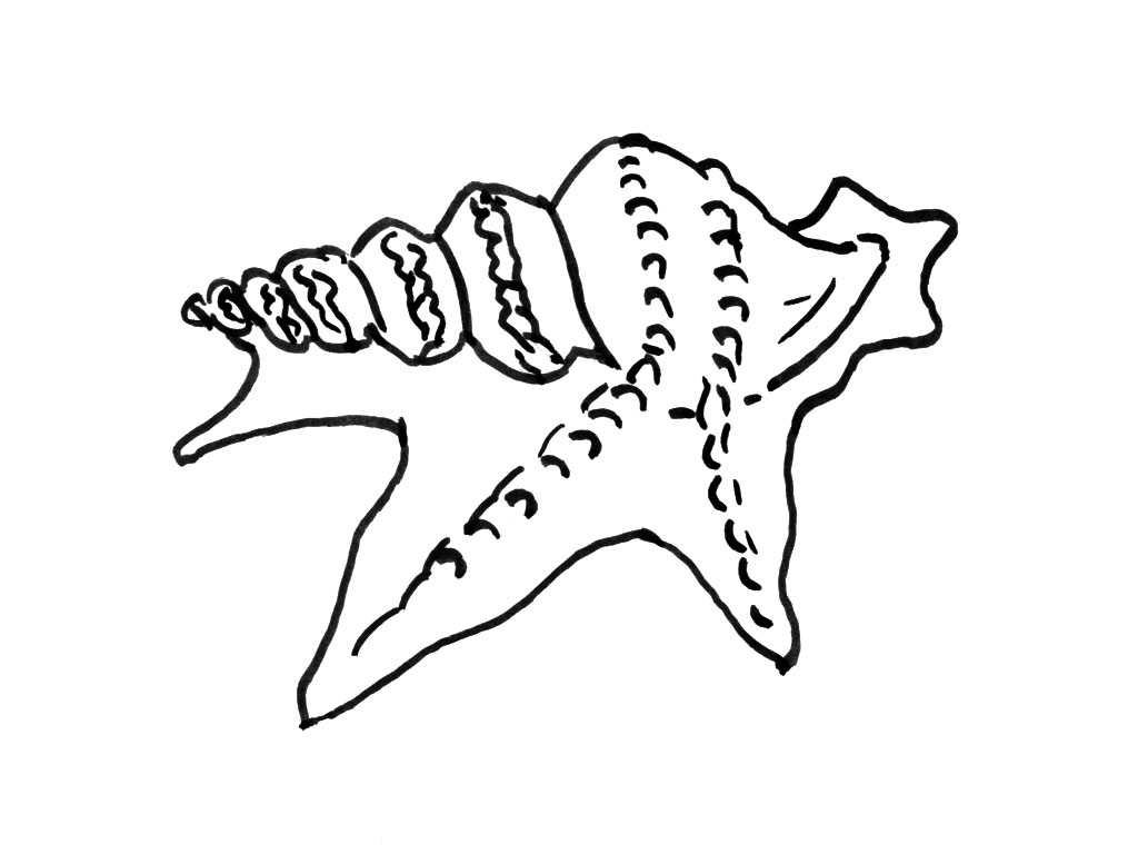 Coloring page: Shell (Nature) #163216 - Free Printable Coloring Pages