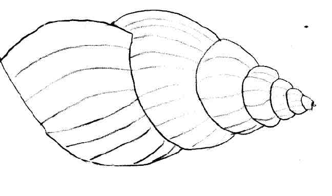 Coloring page: Shell (Nature) #163220 - Free Printable Coloring Pages