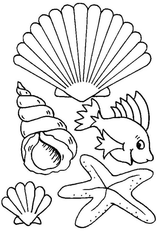 Coloring page: Shell (Nature) #163251 - Free Printable Coloring Pages