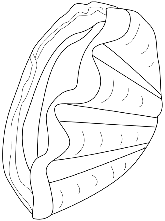 Coloring page: Shell (Nature) #163266 - Free Printable Coloring Pages