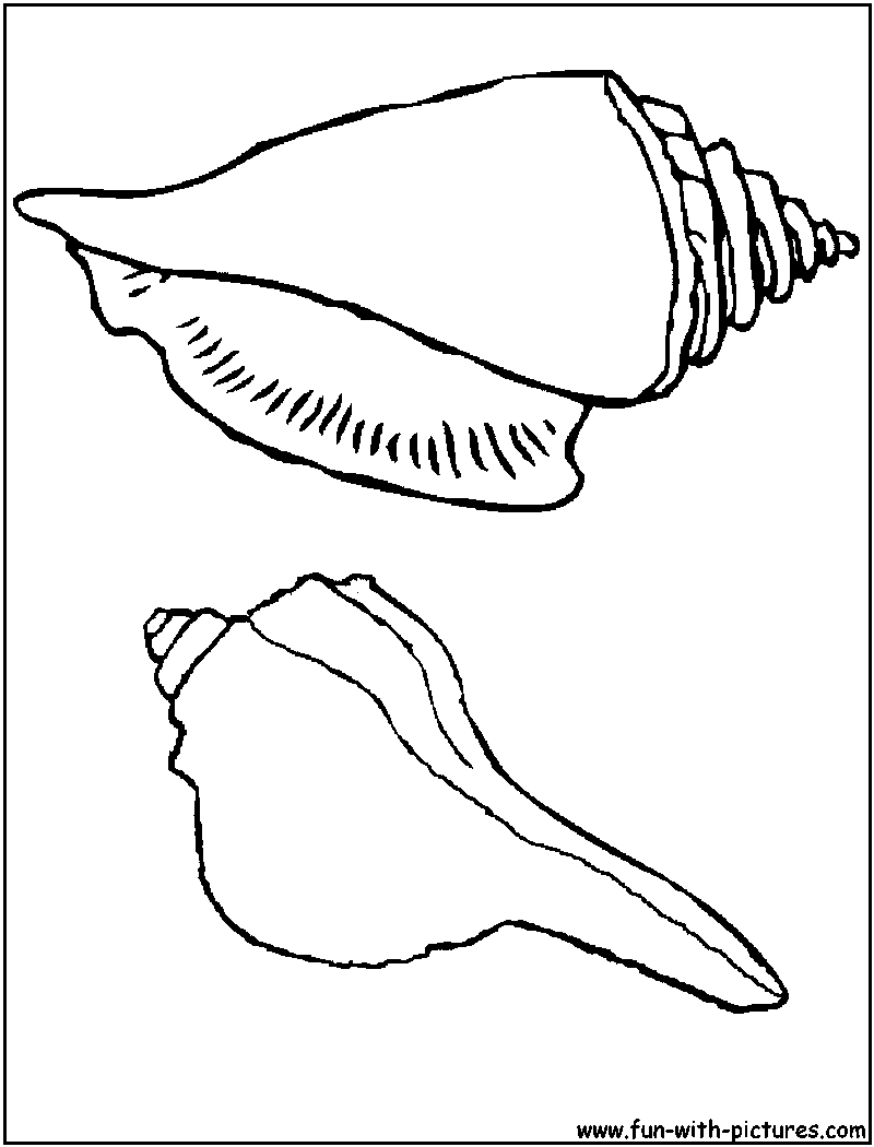 Coloring page: Shell (Nature) #163273 - Free Printable Coloring Pages