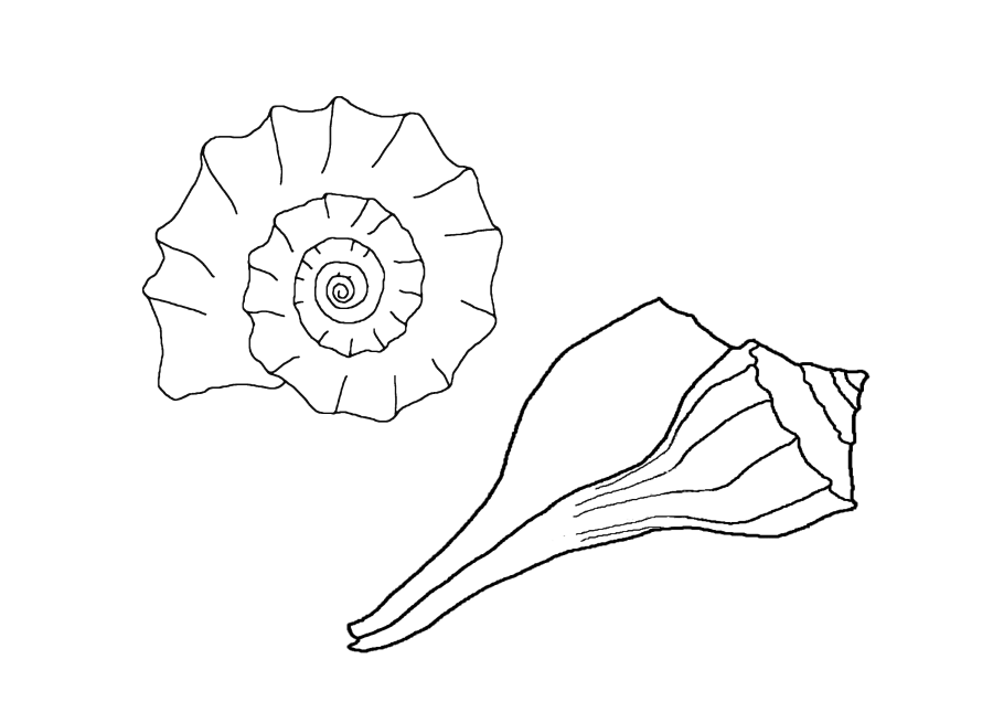 Coloring page: Shell (Nature) #163303 - Free Printable Coloring Pages