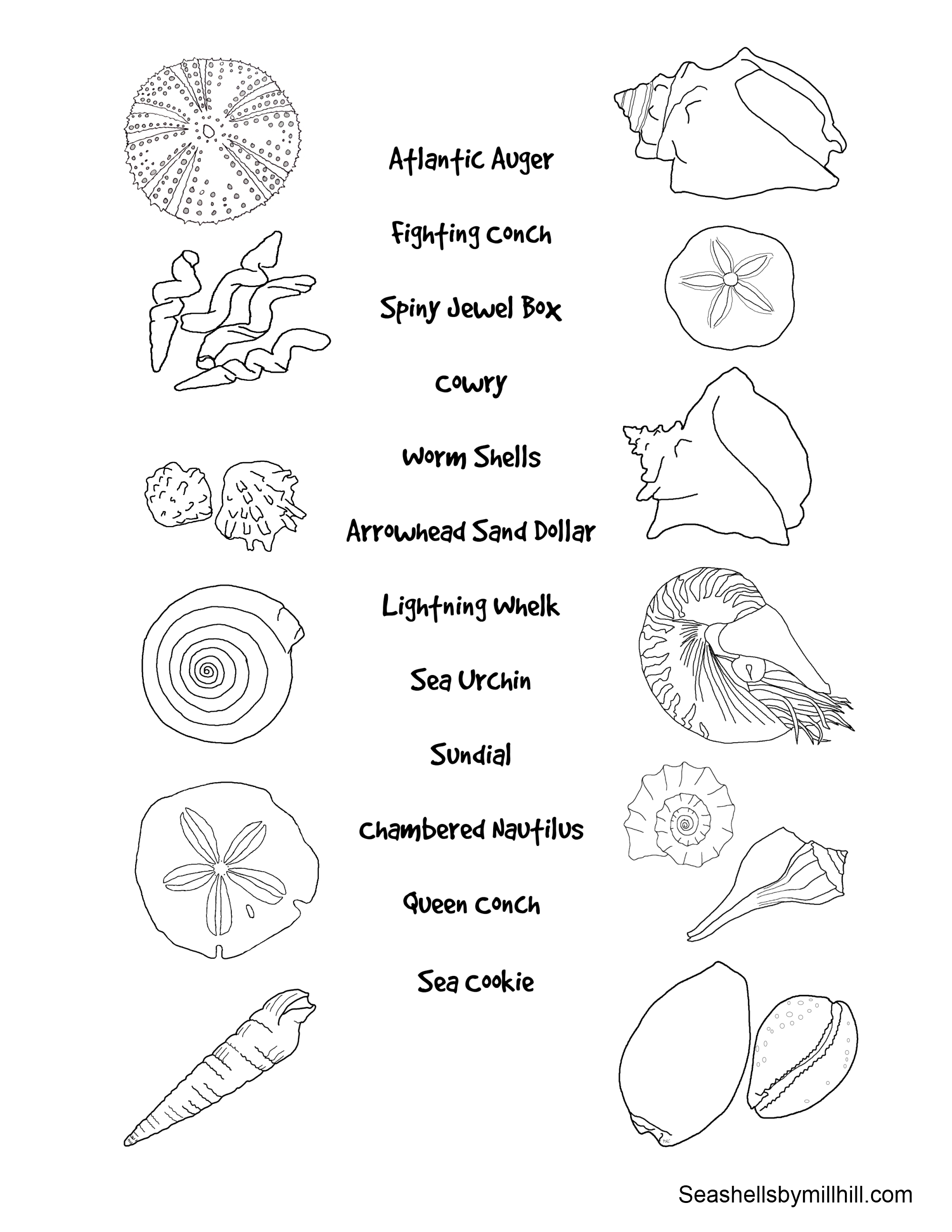 Coloring page: Shell (Nature) #163304 - Free Printable Coloring Pages