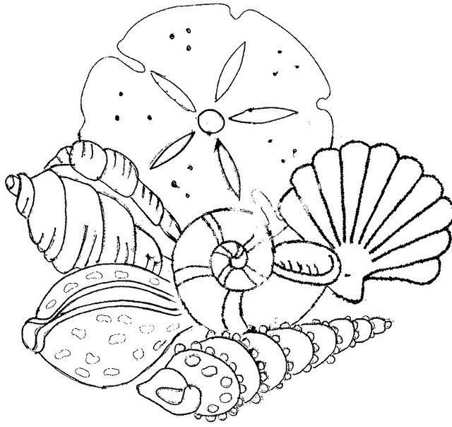 Coloring page: Shell (Nature) #163363 - Free Printable Coloring Pages