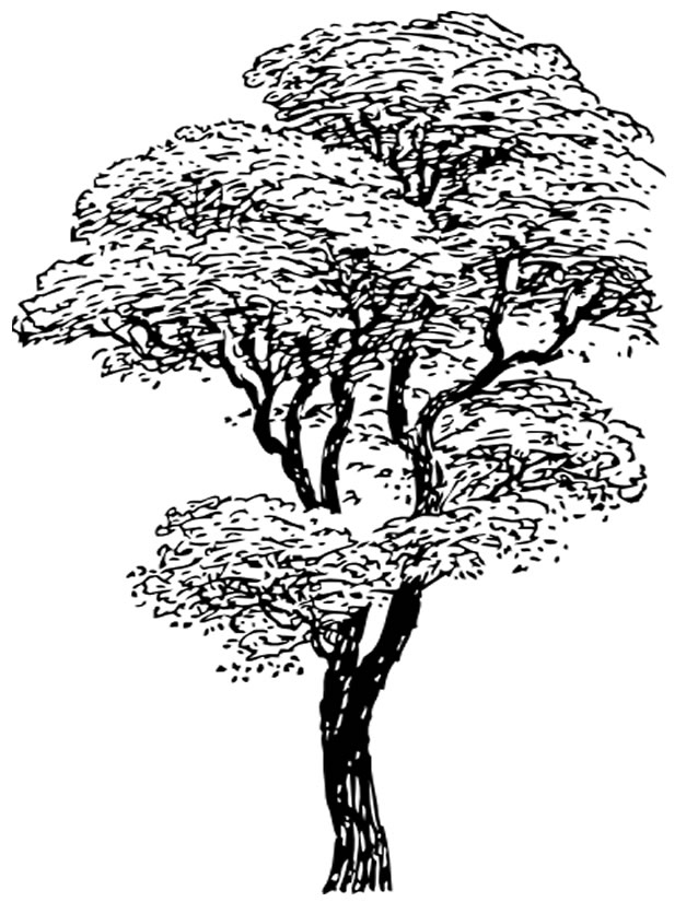 Coloring page: Tree (Nature) #154715 - Free Printable Coloring Pages