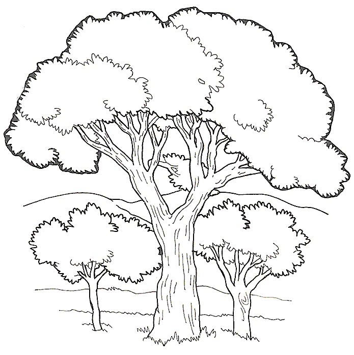 Coloring page: Tree (Nature) #154733 - Free Printable Coloring Pages