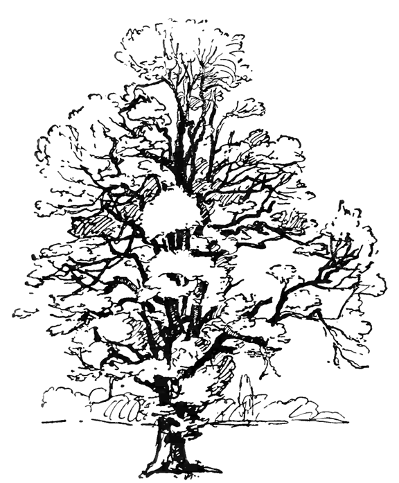 Coloring page: Tree (Nature) #154743 - Free Printable Coloring Pages