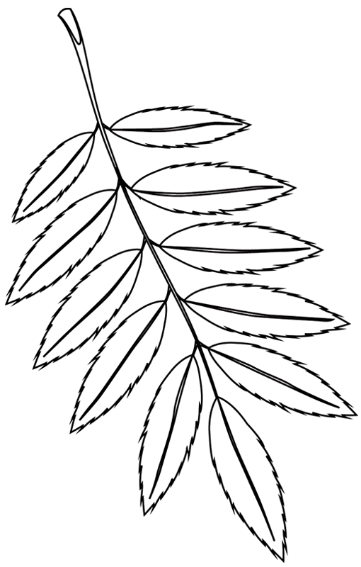 Coloring page: Tree (Nature) #154766 - Free Printable Coloring Pages