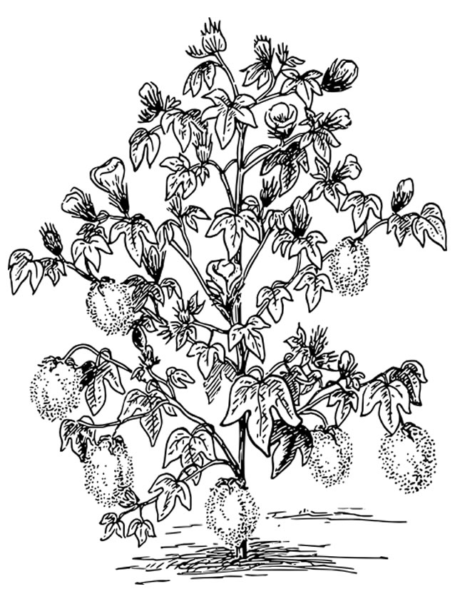 Coloring page: Tree (Nature) #154789 - Free Printable Coloring Pages