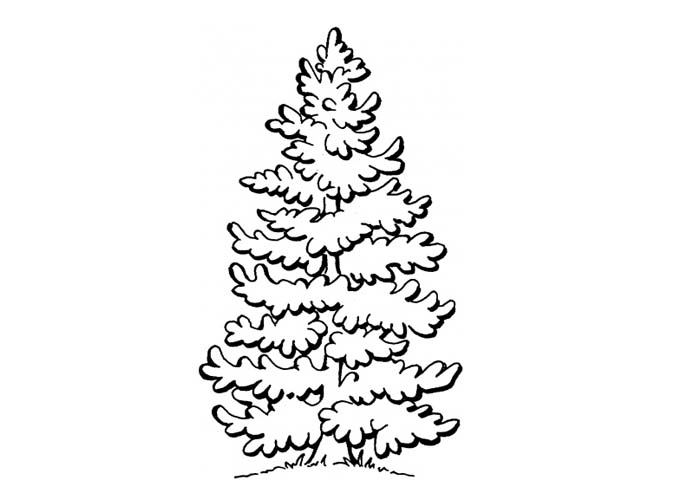 longleaf pine tree coloring page