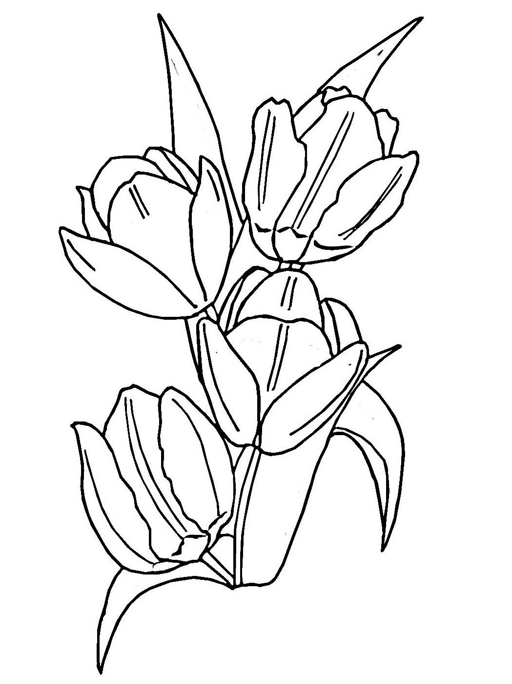Coloring page: Tulip (Nature) #161636 - Free Printable Coloring Pages