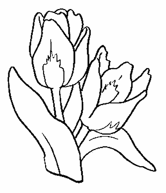 Coloring page: Tulip (Nature) #161648 - Free Printable Coloring Pages