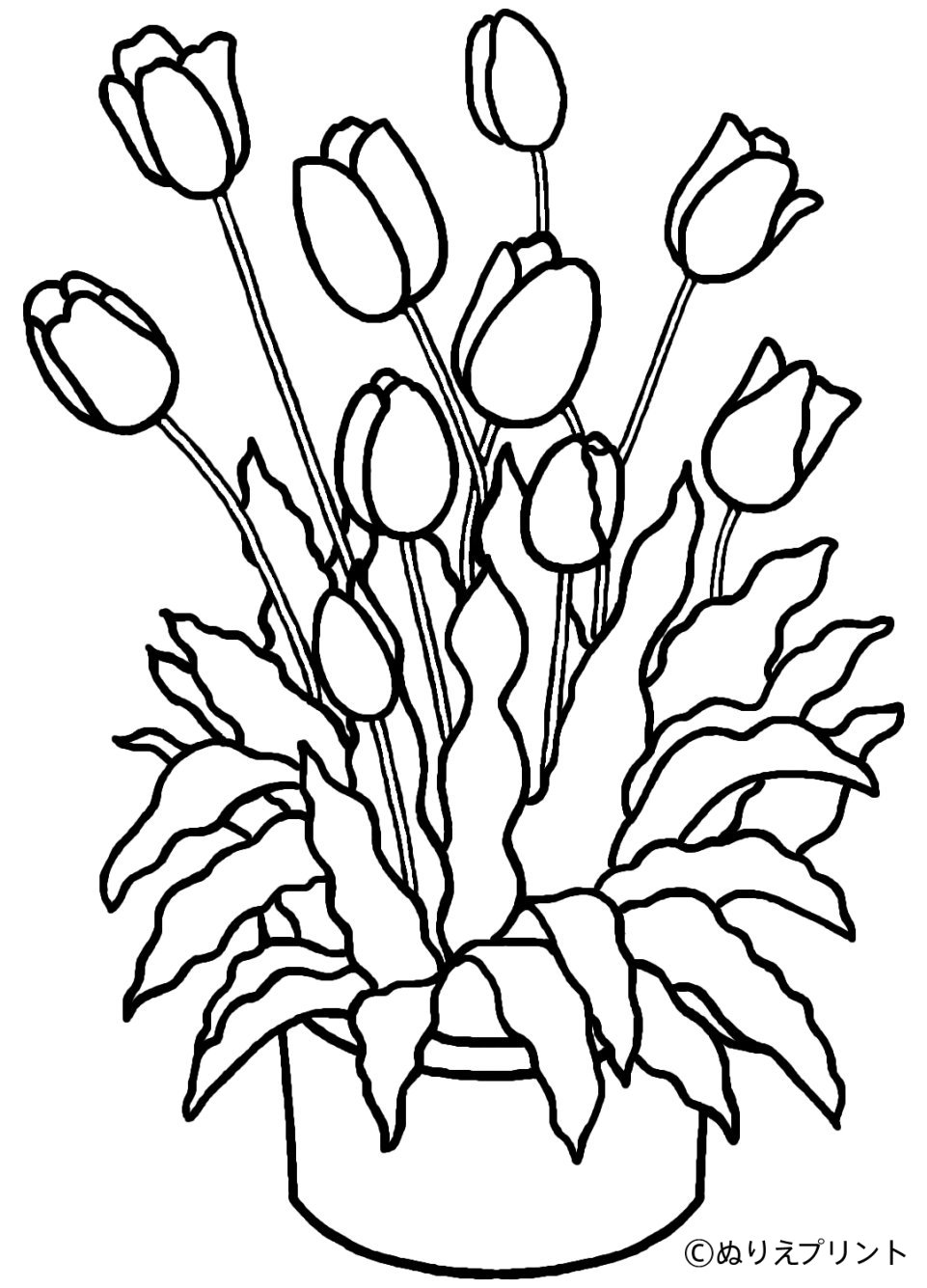 Tulip Coloring Pages For Adults Coloring Pages