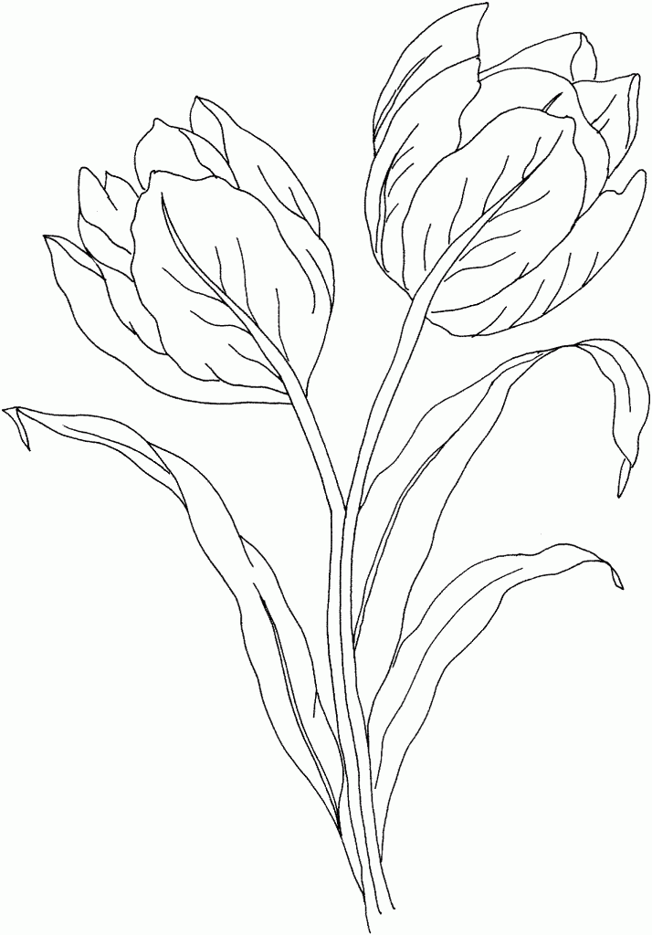 Coloring page: Tulip (Nature) #161655 - Free Printable Coloring Pages