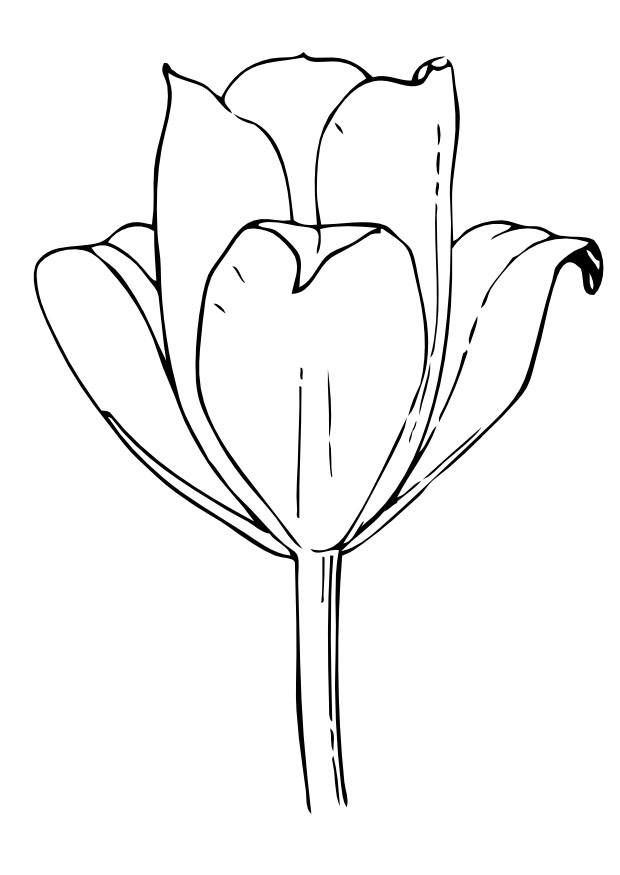Coloring page: Tulip (Nature) #161657 - Free Printable Coloring Pages