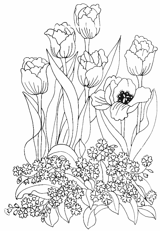 Coloring page: Tulip (Nature) #161669 - Free Printable Coloring Pages