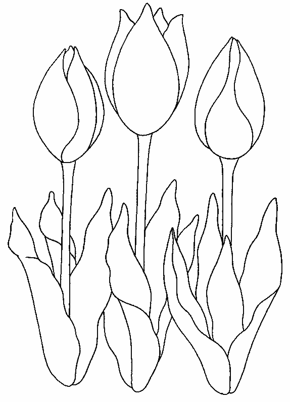 Coloring page: Tulip (Nature) #161674 - Free Printable Coloring Pages