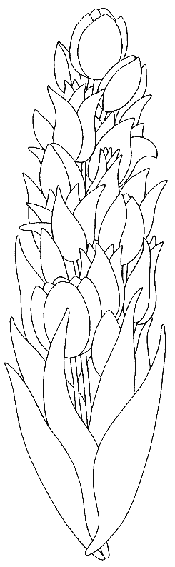 Coloring page: Tulip (Nature) #161675 - Free Printable Coloring Pages