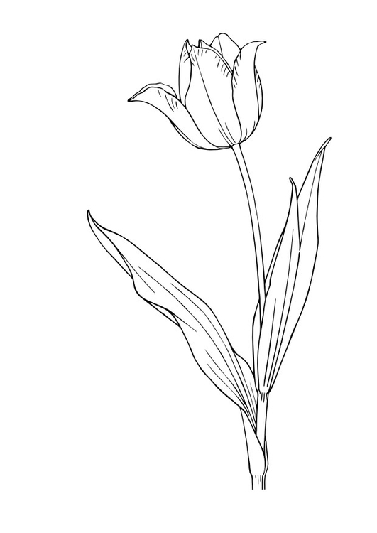 Coloring page: Tulip (Nature) #161678 - Free Printable Coloring Pages