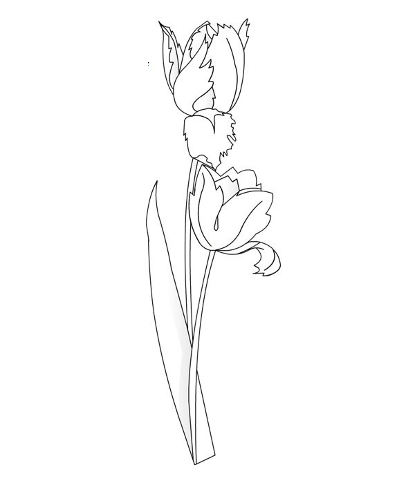 Coloring page: Tulip (Nature) #161680 - Free Printable Coloring Pages