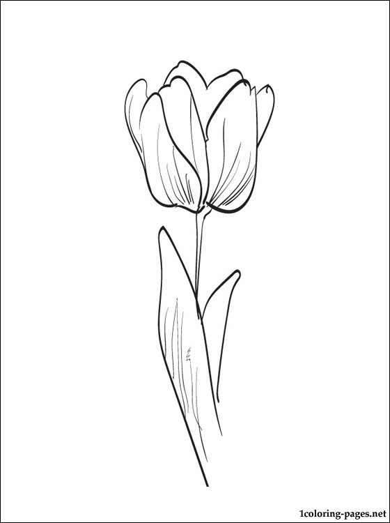 Coloring page: Tulip (Nature) #161688 - Free Printable Coloring Pages
