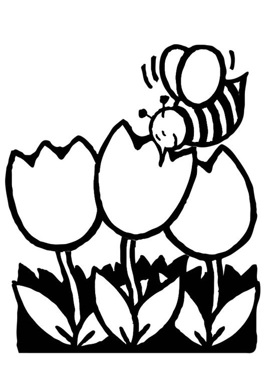 Coloring page: Tulip (Nature) #161694 - Free Printable Coloring Pages