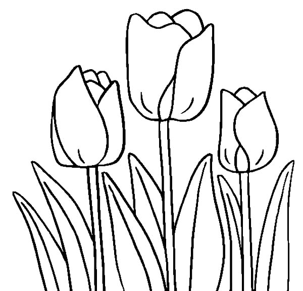 Coloring page: Tulip (Nature) #161701 - Free Printable Coloring Pages