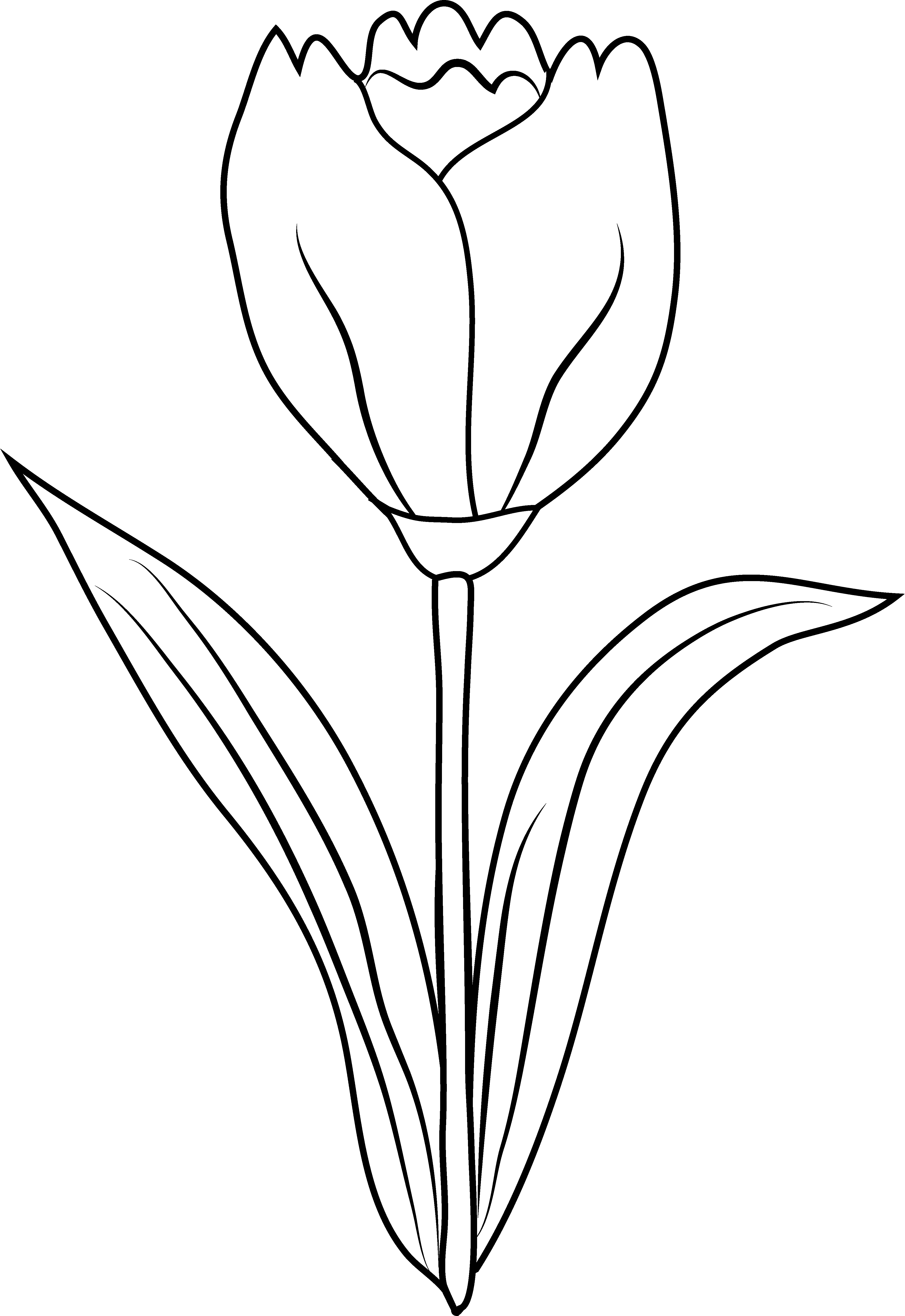 Coloring page: Tulip (Nature) #161706 - Free Printable Coloring Pages