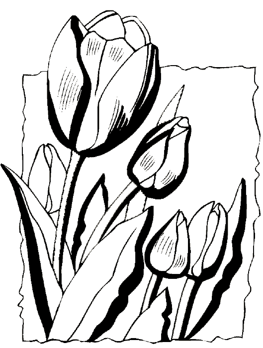 Coloring page: Tulip (Nature) #161730 - Free Printable Coloring Pages