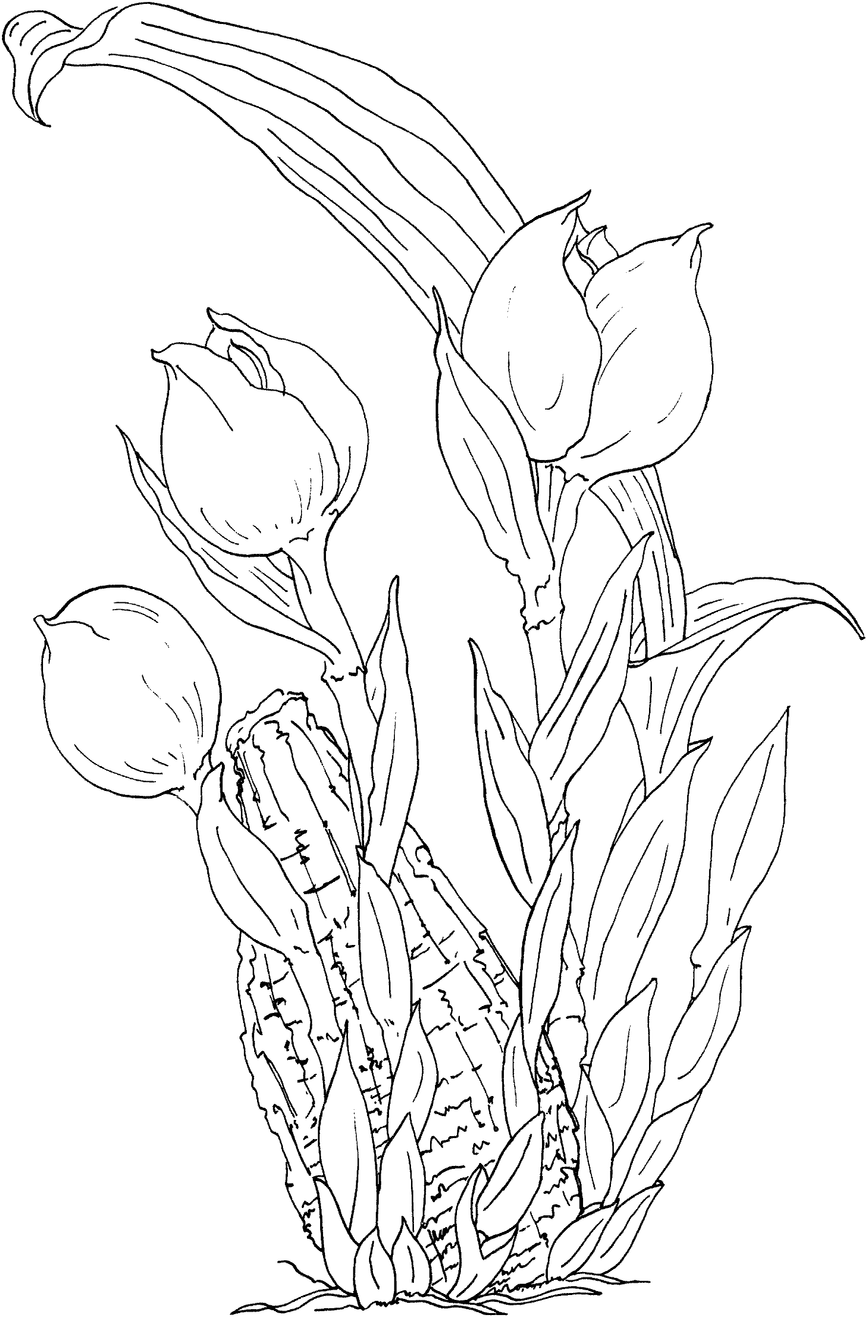 Coloring page: Tulip (Nature) #161737 - Free Printable Coloring Pages