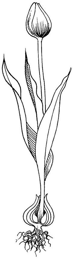 Coloring page: Tulip (Nature) #161740 - Free Printable Coloring Pages