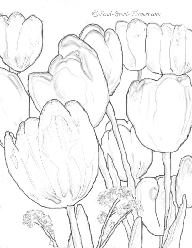 Coloring page: Tulip (Nature) #161750 - Free Printable Coloring Pages