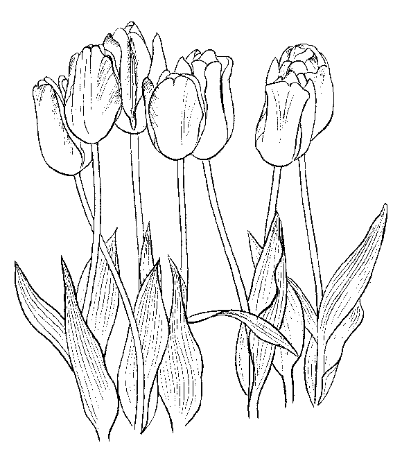 Coloring page: Tulip (Nature) #161776 - Free Printable Coloring Pages