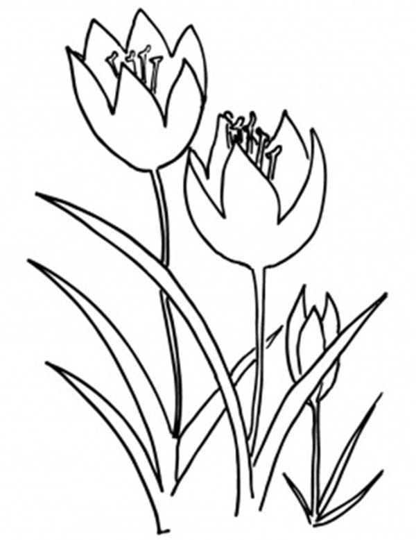 Coloring page: Tulip (Nature) #161785 - Free Printable Coloring Pages