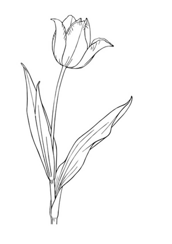 Coloring page: Tulip (Nature) #161787 - Free Printable Coloring Pages