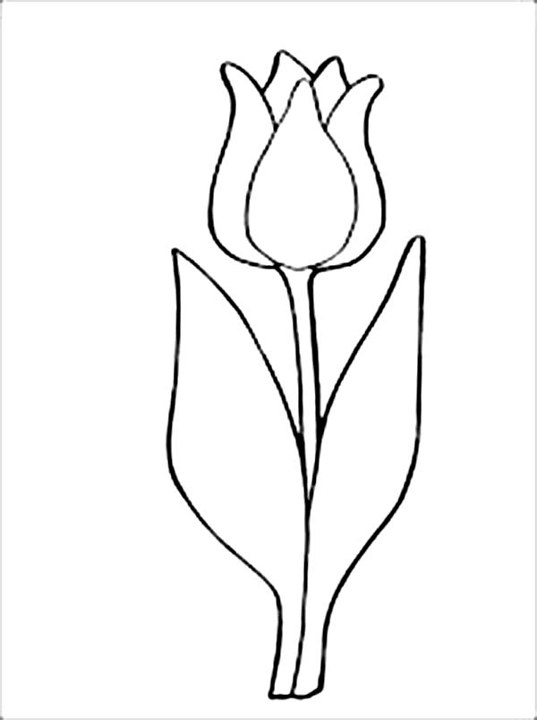Coloring page: Tulip (Nature) #161791 - Free Printable Coloring Pages
