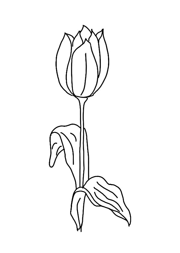 Coloring page: Tulip (Nature) #161801 - Free Printable Coloring Pages