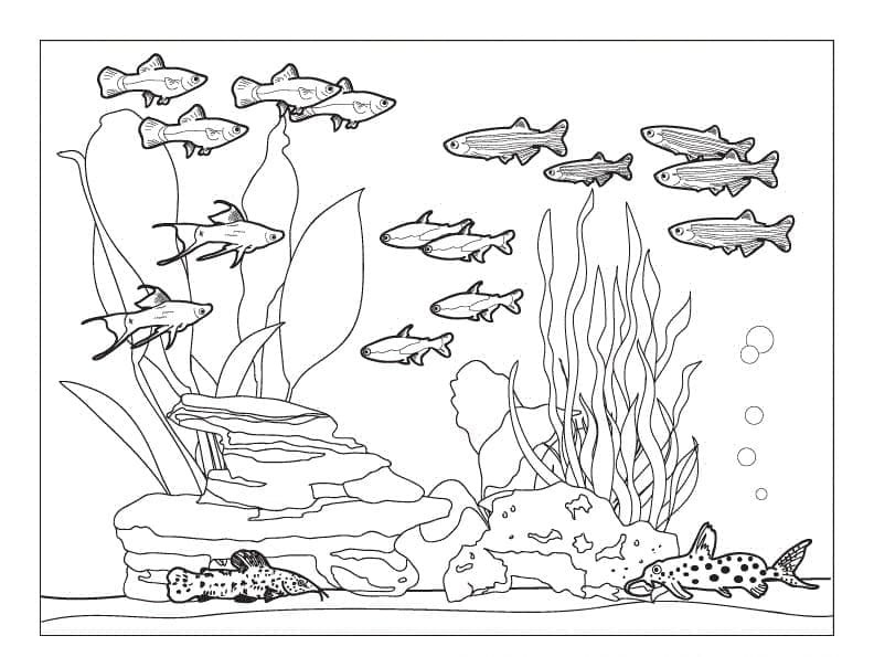Free printable Aquarium coloring page #184563 from Objects collection