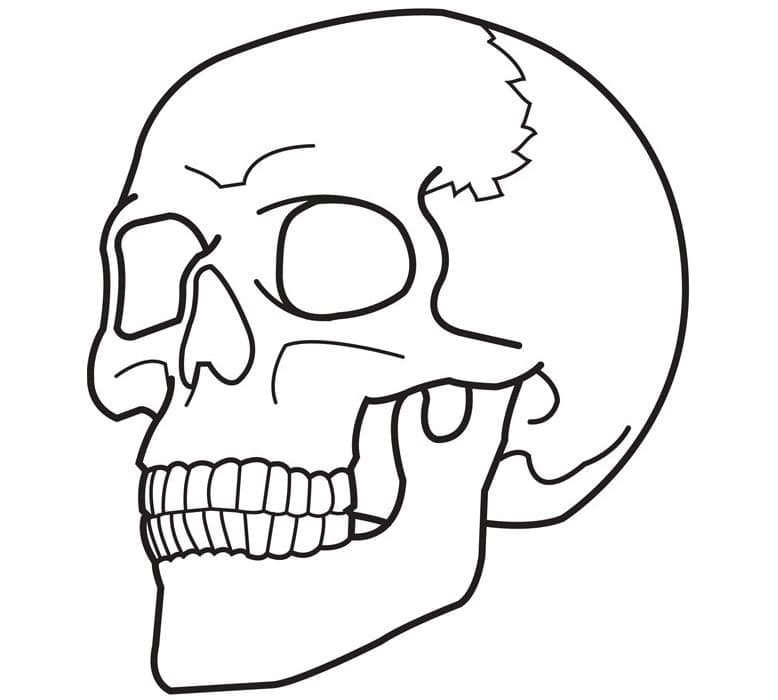 Free printable Skull coloring page #204891 from Objects collection