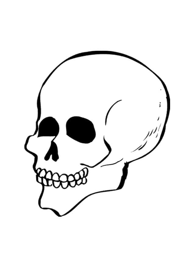 Free printable Skull coloring page #204923 from Objects collection Free printable Skull coloring page #204923 from Objects collection