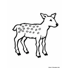 Doe (Animals) coloring page #1148 to print and color