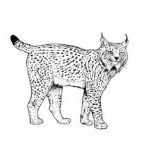 Lynx (Animals) coloring page #10789 to print and color