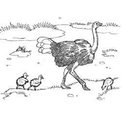 Ostrich (Animals) coloring page #680 to print and color