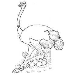 Ostrich (Animals) coloring page #694 to print and color