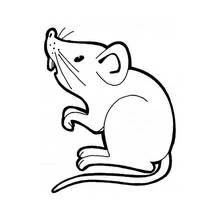 Rat (Animals) coloring page #15219 to print and color