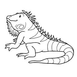 Dibujo Iguana (Animales) #188794 para imprimir y colorear