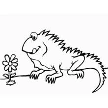 Dibujo Iguana (Animales) #8911 para imprimir y colorear